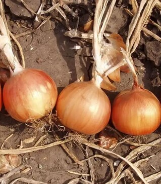 Насіння ріпчастої цибулі Іспаньол, 5 кг (Clause)