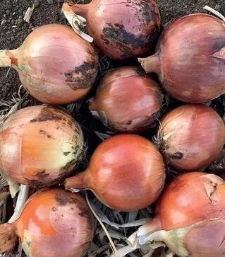 Семена репчатого лука Нога F1, п.е. 250 тыс. семян (Enza Zaden)