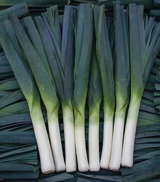 Насіння цибулі порей Осло F1, п.о. 5 тис. насінин (Enza Zaden)