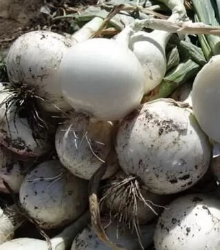 Насіння ріпчастої цибулі Прімо Бланко F1, п.о. 250 тис. насінин (Libra Seeds)