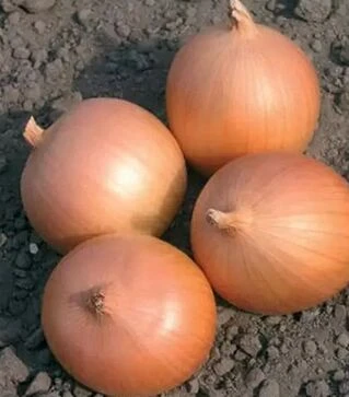 Насіння ріпчастої цибулі Сабросо F1, п.о. 1 000 тис. насінин (Nunhems)