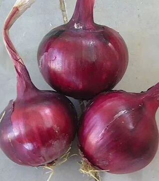 Семена репчатого лука Фабула F1, 1 кг (Hazera)