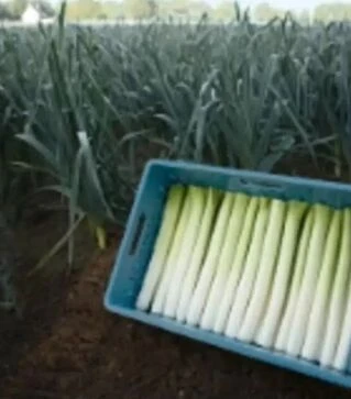 Насіння цибулі порей Форрест F1, п.о. 10 тис. насінин (Bejo)