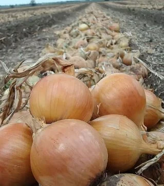 Насіння ріпчастої цибулі Франциско F1, п.о. 250 тис. насінин (Hazera)