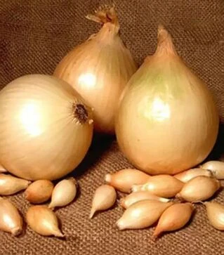 Семена репчатого лука Халиф, 4 кг (Nasko)