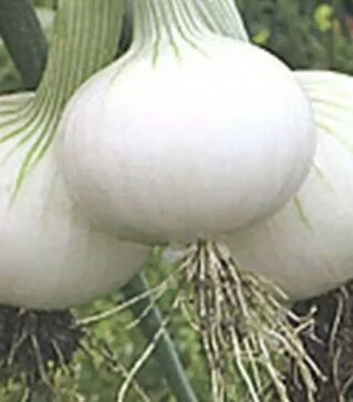 Семена репчатого лука Хиело F1, п.е. 250 тыс. семян (Bejo)