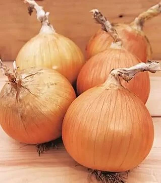 Семена репчатого лука Вердон F1, п.е. 250 тыс. семян (Takii Seed)