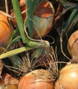 Насіння ріпчастої цибулі Елси F1, п.о. 250 тис. насінин (Enza Zaden)