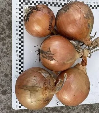 Семена репчатого лука Денди F1, п.е. 100 тыс. семян (Enza Zaden)