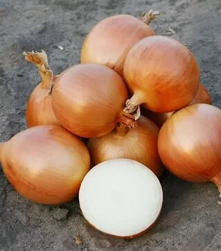 Насіння ріпчастої цибулі Універсо F1, п.о. 100 тис. насінин (Nunhems)