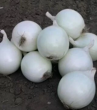 Насіння ріпчастої цибулі Комета F1, п.о. 100 тис. насінин (Nunhems)