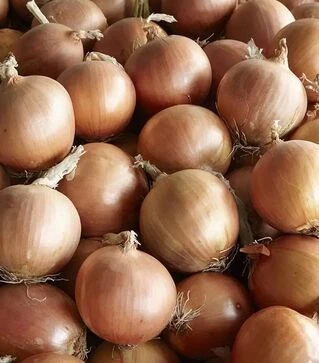 Насіння ріпчастої цибулі Діско F1, п.о. 250 тис. насінин (Syngenta)