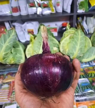 Насіння ріпчастої цибулі Дарко F1, п.о. 250 тис. насінин (Syngenta)