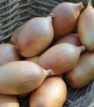 Насіння ріпчастої цибулі Інгот F1, п.о. 250 тис. насінин (Moravoseed)