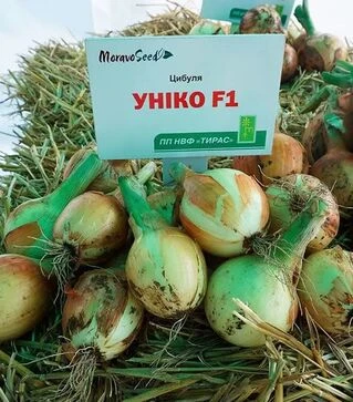 Семена репчатого лука Унико F1, п.е. 250 тыс. семян (Moravoseed)