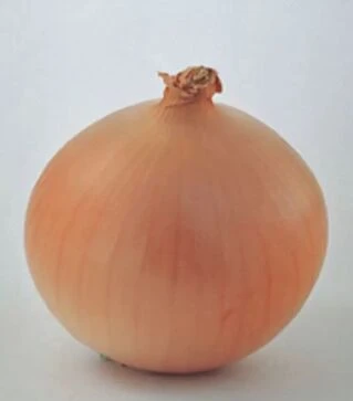 Семена репчатого лука Дайтона F1, п.е. 250 тыс. семян (Bejo)