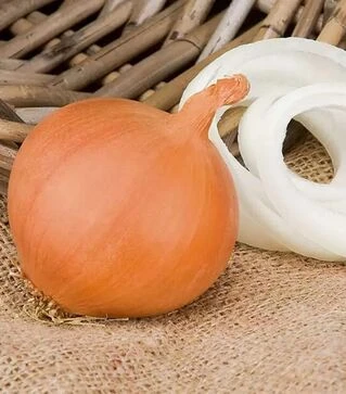 Насіння ріпчастої цибулі Манас F1, п.о. 250 тис. насінин (Bejo)