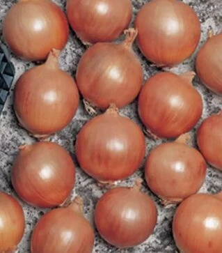 Насіння ріпчастої цибулі Тамара F1, п.о. 250 тис. насінин (Bejo)