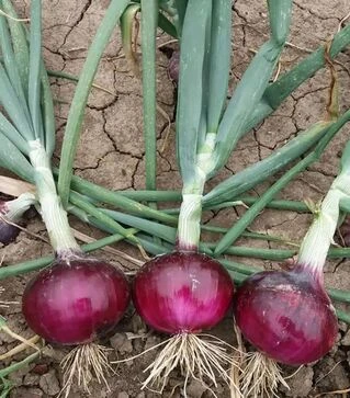 Насіння ріпчастої цибулі Фабула F1, п.о. 250 тис. насінин (Hazera)