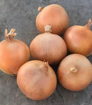 Насіння ріпчастої цибулі Брекстон F1, п.о. 250 тис. насінин (Bejo)