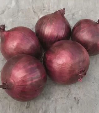 Семена репчатого лука Ред Рум F1, п.е. 250 тыс. семян (Bejo)