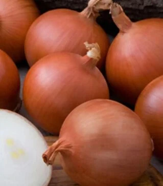 Насіння ріпчастої цибулі Мелорі F1, п.о. 250 тис. насінин (Bejo)