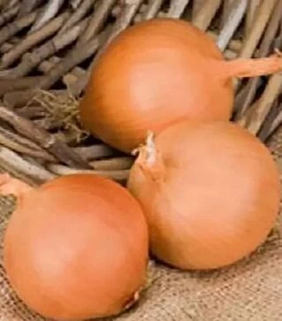 Насіння ріпчастої цибулі Песо F1, п.о. 250 тис. насінин (Bejo)