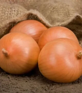 Семена репчатого лука Сафран F1, п.е. 250 тыс. семян (Bejo)