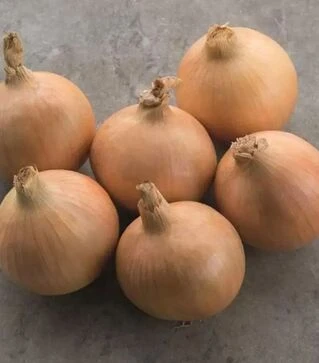 Семена репчатого лука Хайтек F1, п.е. 250 тыс. семян (Bejo)