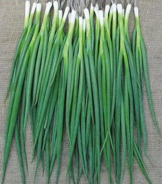 Семена лука батун Лонг Токио, 100 г (Breeding Seeds)