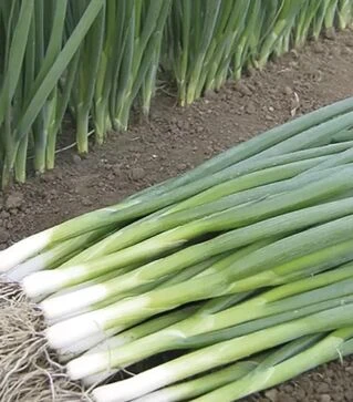 Насіння цибулі батун Капітал, 100 г (Breeding Seeds)