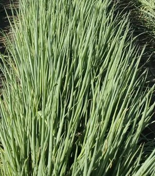 Семена лука батун Капитал, 100 г (Breeding Seeds)