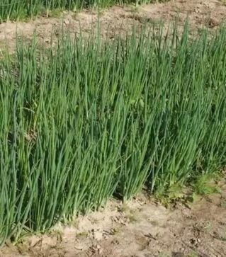 Семена лука батун Легионер F1, 100 г (Gavrish)