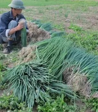 Семена лука батун Легионер F1, 100 г (Gavrish)