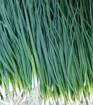 Семена лука батун Вулкан, 100 г (Kitano Seeds)