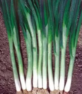 Насіння цибулі батун Японська, 250 г (Коуел)