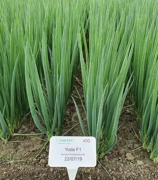 Семена лука батун Йода, п.е. 10 тыс. семян (Sakata)