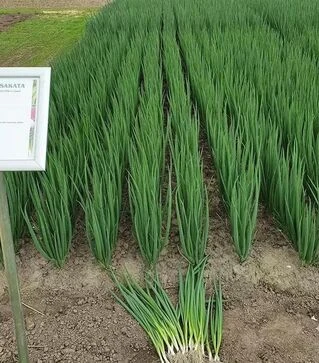 Семена лука батун Йода, п.е. 10 тыс. семян (Sakata)