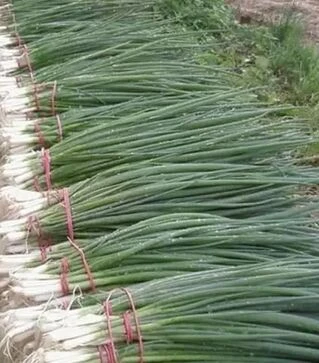 Семена лука порей Герда, 200 г (Semo)