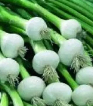 Семена лука порей Ранила F1, 50 г (Semo)