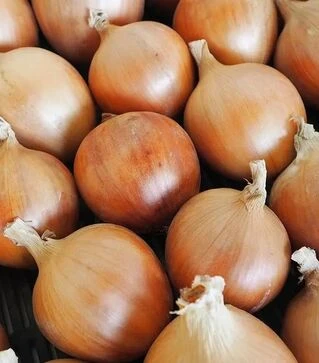 Насіння ріпчастої цибулі Арміна, 100 г (Moravoseed)