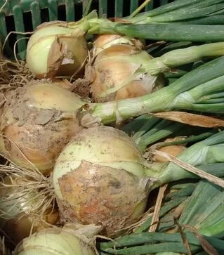 Насіння ріпчастої цибулі Августа, 100 г (Moravoseed)