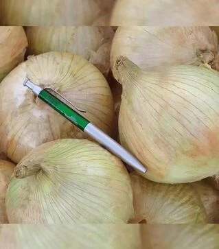 Насіння ріпчастої цибулі Глобо, 100 г (Semo)