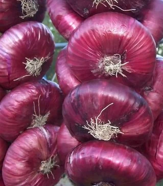 Семена репчатого лука Ялтинская, 50 г (Breeding Seeds)