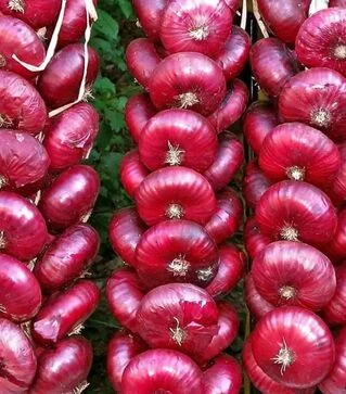 Семена репчатого лука Ялтинская, 50 г (Breeding Seeds)