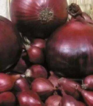 Насіння ріпчастої цибулі Кармен, 500 г (Semo)