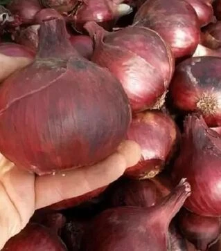 Насіння ріпчастої цибулі Кармен, 500 г (Semo)