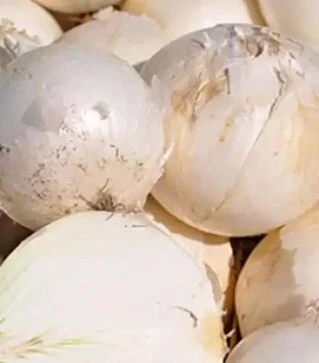 Насіння ріпчастої цибулі Азіла F1, п.о. 100 тис. насінин (Esasem)