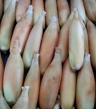 Насіння ріпчастої цибулі Тоска, 100 г (Moravoseed)