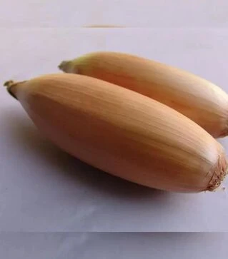 Насіння ріпчастої цибулі Тоска, 100 г (Moravoseed)